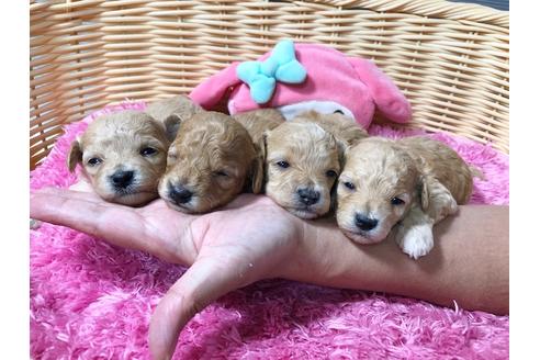 成約済の秋田県のマルプー:マルチーズ×トイプードル-81325の10枚目