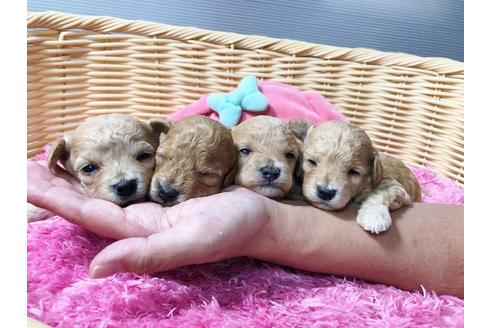 成約済の秋田県のマルプー:マルチーズ×トイプードル-81325の7枚目