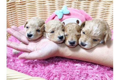 成約済の秋田県のマルプー:マルチーズ×トイプードル-81325の6枚目