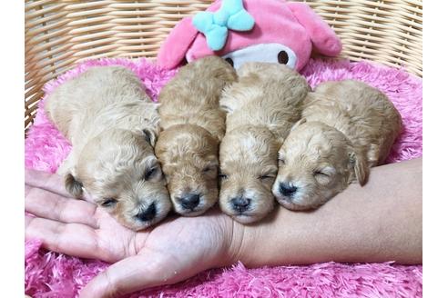 成約済の秋田県のマルプー:マルチーズ×トイプードル-81325の5枚目