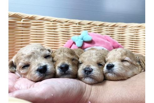 成約済の秋田県のマルプー:マルチーズ×トイプードル-81325の4枚目