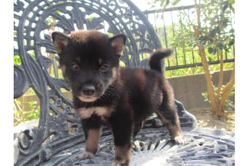 成約済の岡山県の柴犬-82110の3枚目