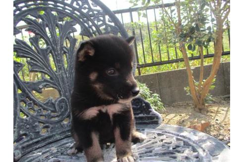 成約済の岡山県の柴犬-82110の2枚目