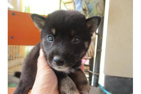 成約済の岡山県の柴犬-82110