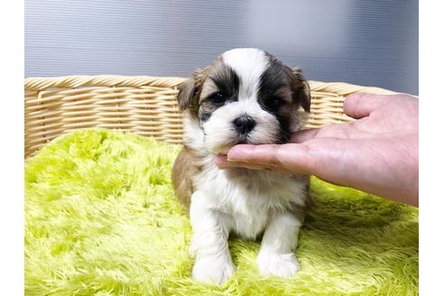 成約済の秋田県のミックス犬-80354の5枚目