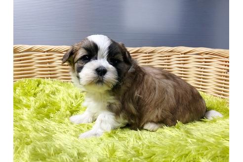 成約済の秋田県のミックス犬-80354の4枚目