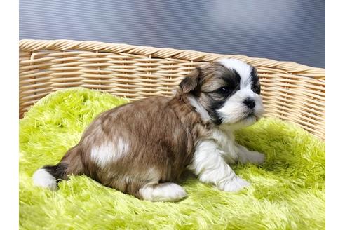 成約済の秋田県のミックス犬-80354の3枚目