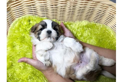 成約済の秋田県のミックス犬-80354の2枚目