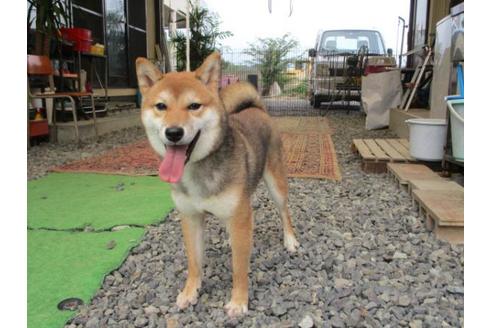 成約済の岡山県の柴犬-82111の5枚目