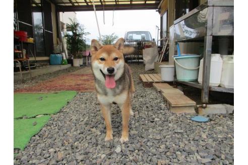 成約済の岡山県の柴犬-82111の3枚目