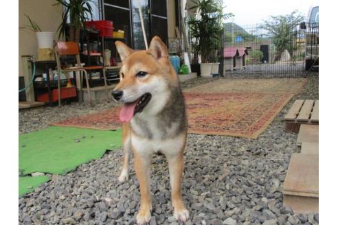 成約済の岡山県の柴犬-82111の2枚目