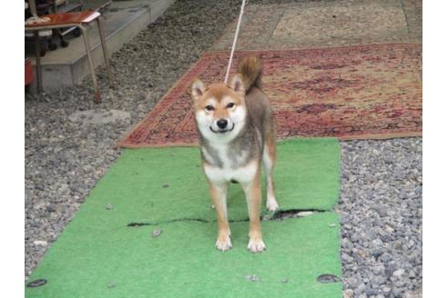 成約済の岡山県の柴犬-82111の1枚目