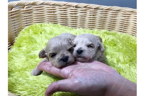 成約済の秋田県のマルプー:マルチーズ×トイプードル-80861の3枚目