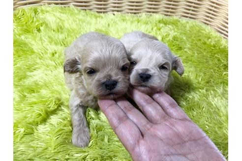 成約済の秋田県のマルプー:マルチーズ×トイプードル-80861の2枚目