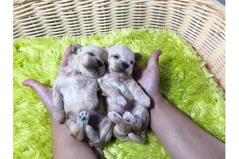 成約済の秋田県のマルプー:マルチーズ×トイプードル-80861