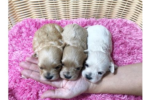 成約済の秋田県のマルプー:マルチーズ×トイプードル-80860の7枚目