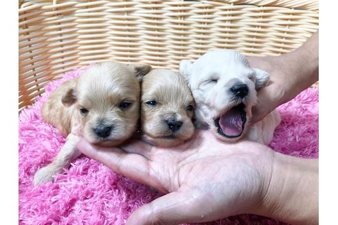 成約済の秋田県のマルプー:マルチーズ×トイプードル-80860の6枚目