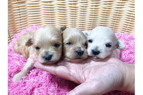 成約済の秋田県のマルプー:マルチーズ×トイプードル-80860の5枚目