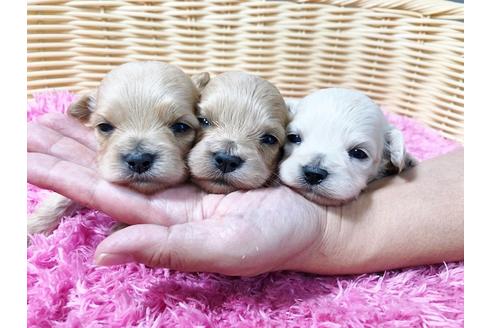 成約済の秋田県のマルプー:マルチーズ×トイプードル-80860の4枚目