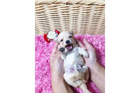 成約済の秋田県のチワプー:チワワ×トイプードル-81327の10枚目