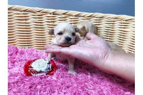 成約済の秋田県のチワプー:チワワ×トイプードル-81327の9枚目