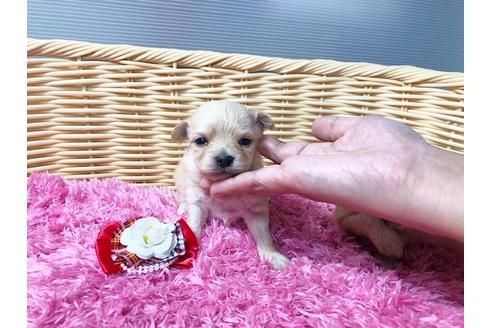 成約済の秋田県のチワプー:チワワ×トイプードル-81327の8枚目