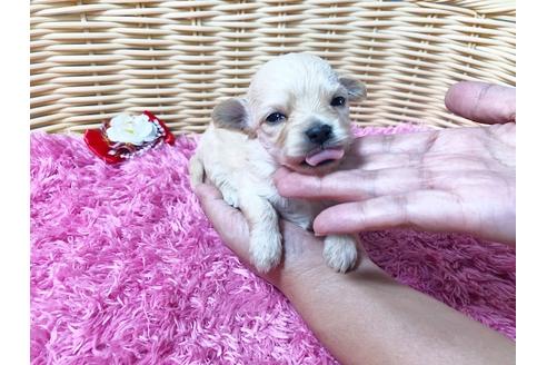 成約済の秋田県のチワプー:チワワ×トイプードル-81327の7枚目