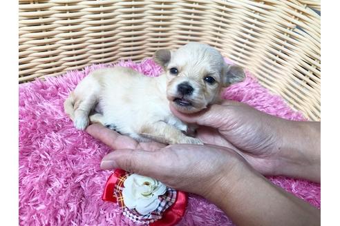 成約済の秋田県のチワプー:チワワ×トイプードル-81327の6枚目