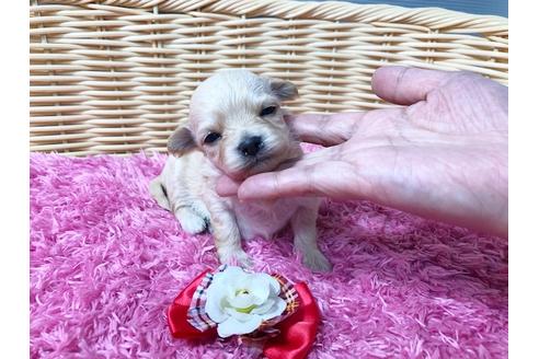 成約済の秋田県のチワプー:チワワ×トイプードル-81327の5枚目