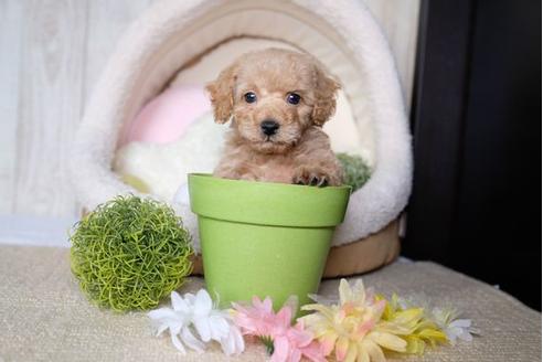 成約済の滋賀県のトイプードル-81177