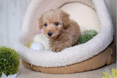 成約済の滋賀県のトイプードル-81177の5枚目