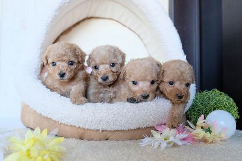 成約済の滋賀県のトイプードル-81177の4枚目