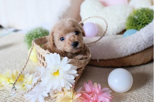 成約済の滋賀県のトイプードル-81177の3枚目