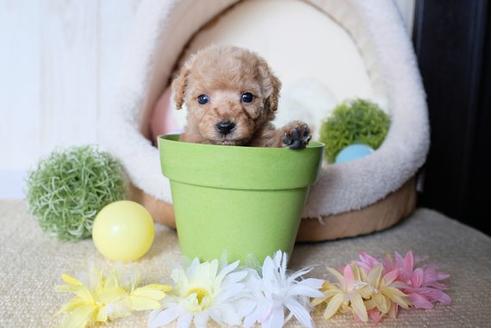 成約済の滋賀県のトイプードル-81177の2枚目