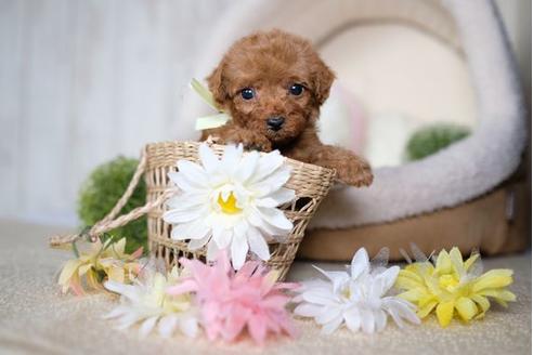 成約済の滋賀県のトイプードル-82159の1枚目