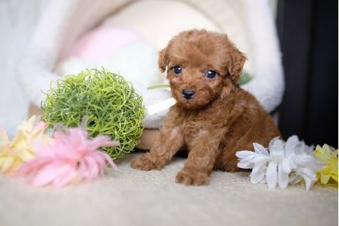 成約済の滋賀県のトイプードル-82159の3枚目