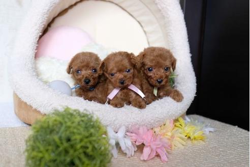 成約済の滋賀県のトイプードル-82159の2枚目