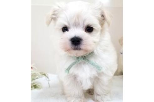 成約済の東京都のミックス犬-82170の1枚目
