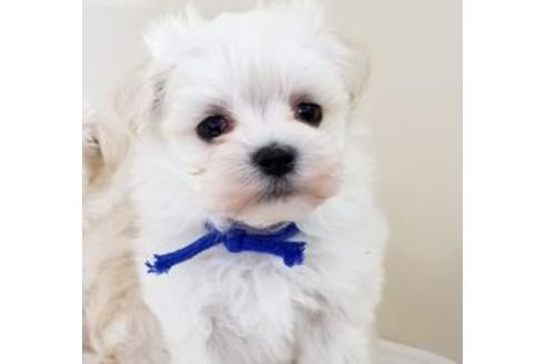 成約済の東京都のミックス犬-82172の1枚目