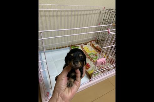 成約済の大分県のミニチュアダックスフンド(ロングヘアード)-82187の1枚目