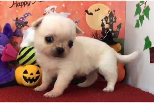 成約済の香川県のミックス犬-82194の4枚目