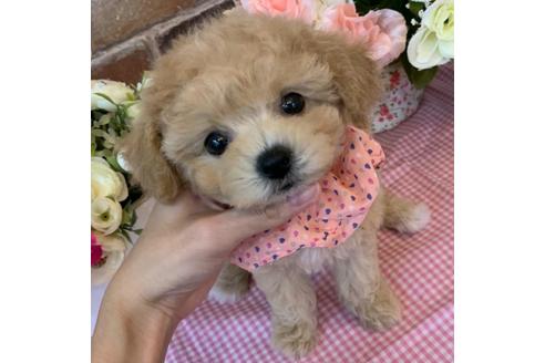 香川県のミックス犬 女の子 19 08 18生まれ クリーム 子犬id ブリーダーナビ 香川県のミックス犬 女の子 19 08 18生まれ クリーム 子犬id ブリーダーナビ