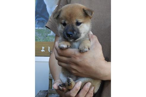 成約済の宮崎県の柴犬-82231