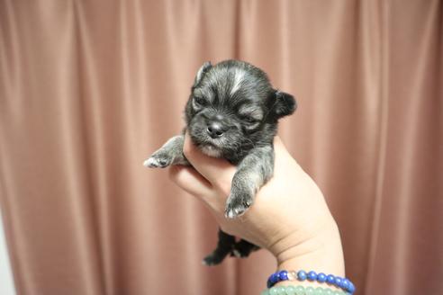 成約済の香川県のチワワ(ロングコート)-81783の2枚目
