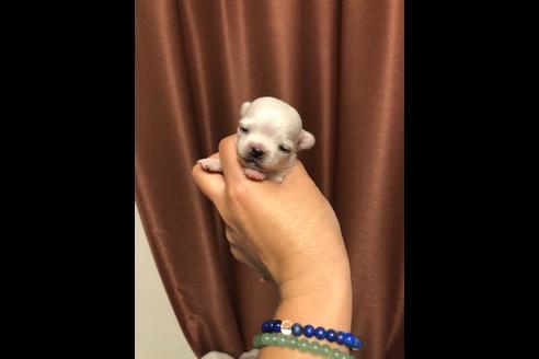 成約済の香川県のチワワ(ロングコート)-81782の5枚目
