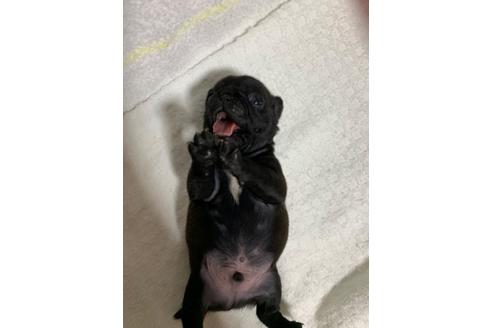 成約済の岐阜県のパグ-82236の3枚目