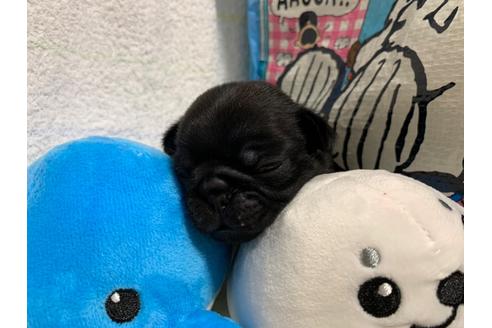 成約済の岐阜県のパグ-82236の1枚目