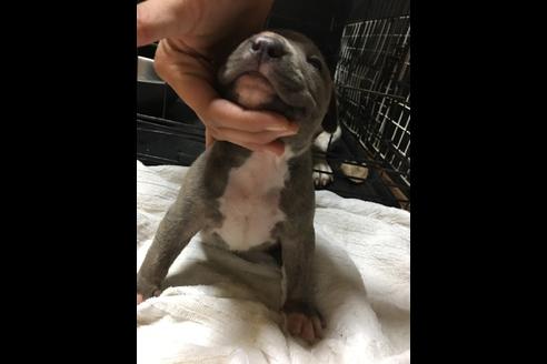 成約済の佐賀県のアメリカンピットブルテリア-81045の2枚目