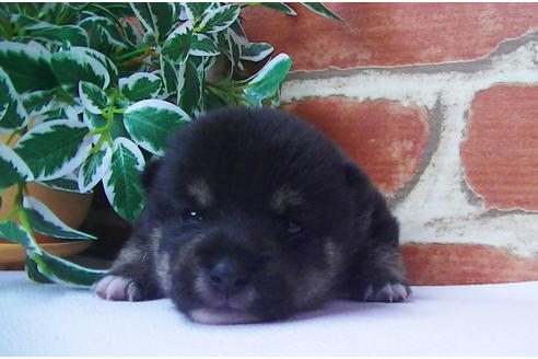 成約済の福岡県の豆柴-81752の11枚目