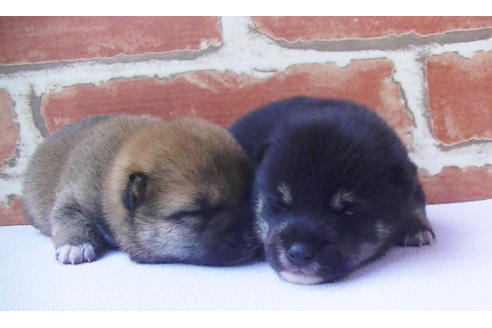 成約済の福岡県の豆柴-81752の10枚目